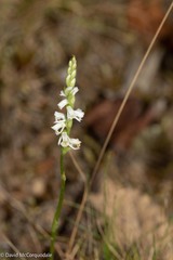 Spiranthes lacera
