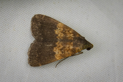 Hydrillodes hemusalis