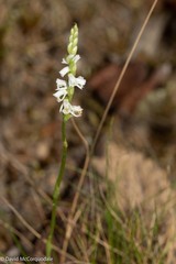 Spiranthes lacera