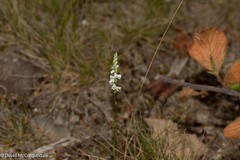 Spiranthes lacera