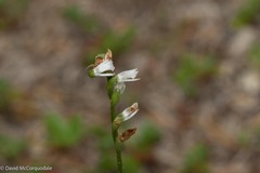 Spiranthes lacera