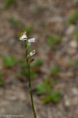 Spiranthes lacera