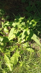 Phlomoides tuberosa