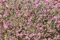 Frankenia serpyllifolia