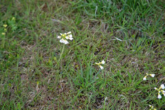 Cardamine polemonioides