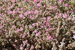 Frankenia serpyllifolia