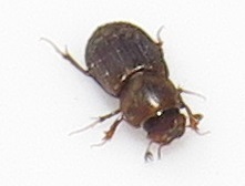 Aphodiini
