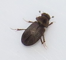 Aphodiini