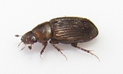 Aphodiini
