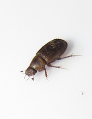 Aphodiini