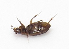 Aphodiini