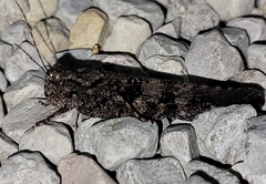 Trimerotropis cyaneipennis