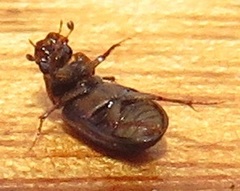 Aphodiini