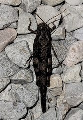 Trimerotropis cyaneipennis