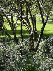 Cardinalis cardinalis image