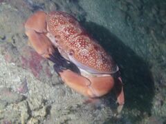 Atergatis integerrimus