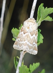 Nacopa melanderi
