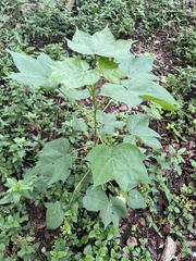 Gossypieae