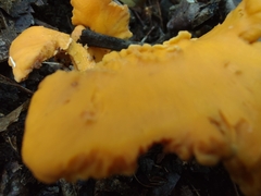 Cantharellus flavolateritius
