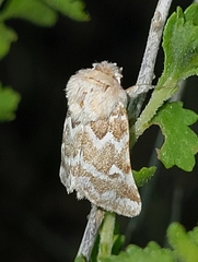 Nacopa melanderi