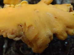 Cantharellus flavolateritius