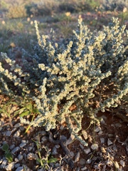 Caroxylon tuberculatum