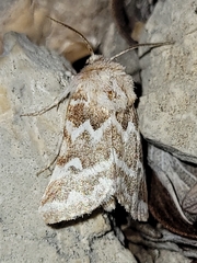 Nacopa melanderi