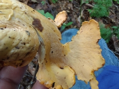 Cantharellus flavolateritius