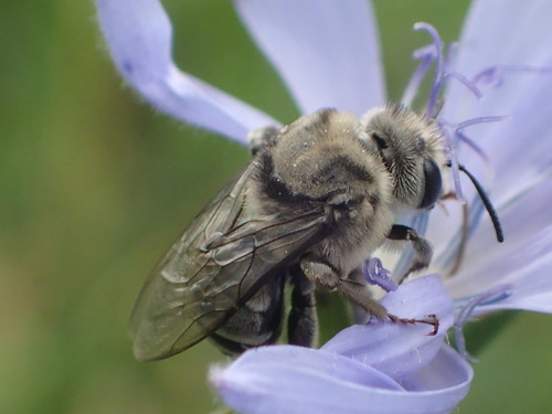 Morning Glory Turret Bee photo 3