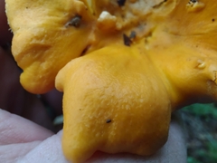 Cantharellus flavolateritius
