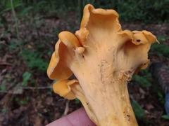 Cantharellus flavolateritius