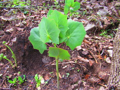 Roldana sessilifolia