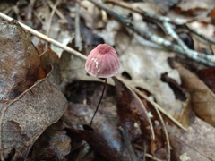 Marasmius pulcherripes