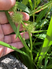 Sparganium androcladum