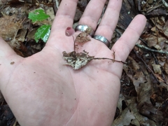 Marasmius pulcherripes