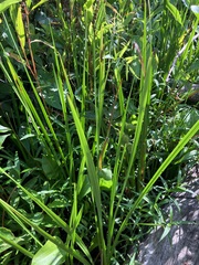 Sparganium androcladum
