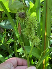 Sparganium androcladum