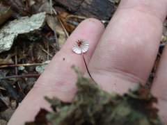 Marasmius pulcherripes