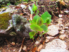 Roldana sessilifolia