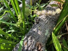 Sparganium androcladum