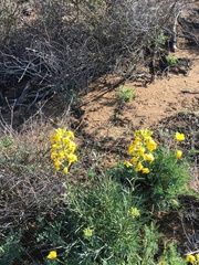 Erysimum suffrutescens