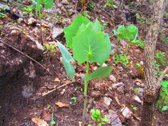 Roldana sessilifolia