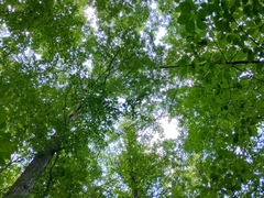 Marasmius pulcherripes