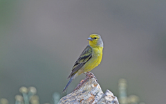 Corsican Finch photo 2