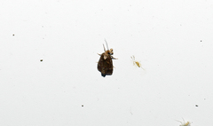 Dichomeris ochripalpella