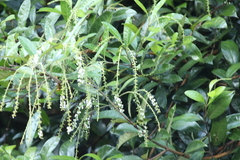 Stachyurus himalaicus