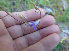 Campanula sparsa sphaerothrix