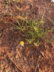 Oncosiphon grandiflorus