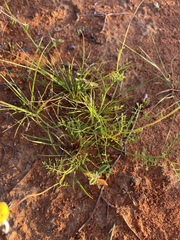 Oncosiphon grandiflorus