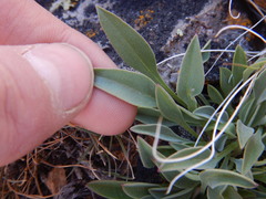 Penstemon roezlii